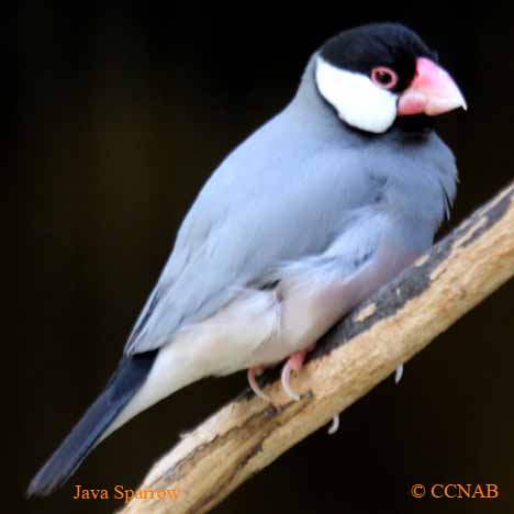 Birds of North America