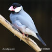 Java Sparrow