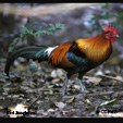 Junglefowl