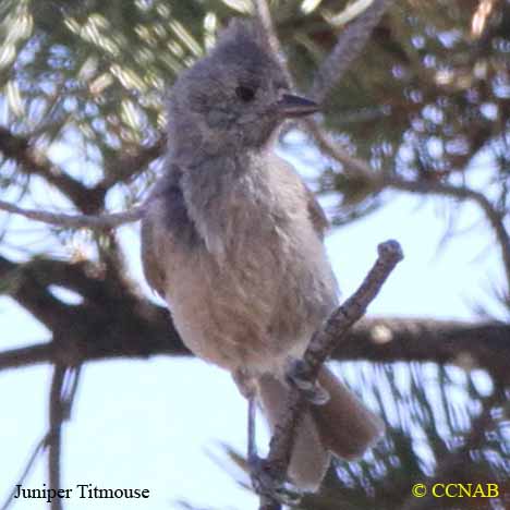 Juniper Titmouse