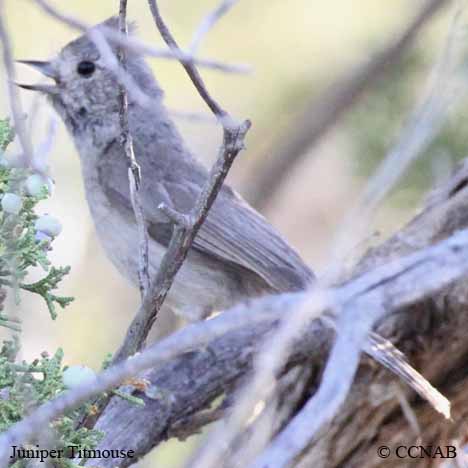 Juniper Titmouse