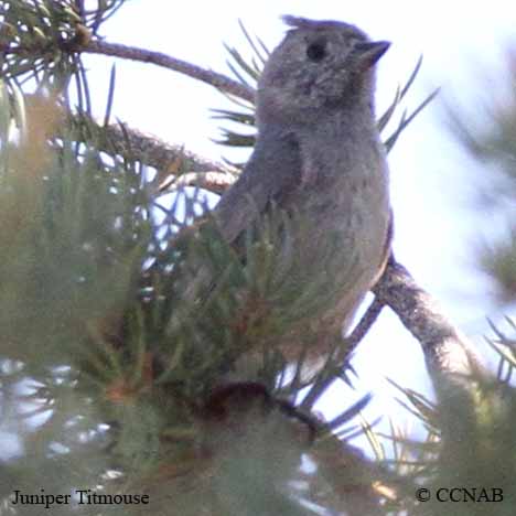 Juniper Titmouse