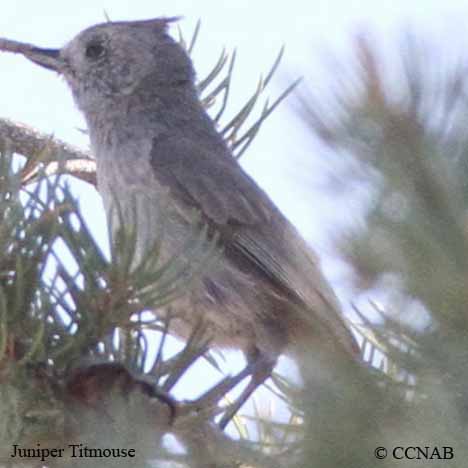 Birds of North America