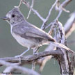 Juniper Titmouse