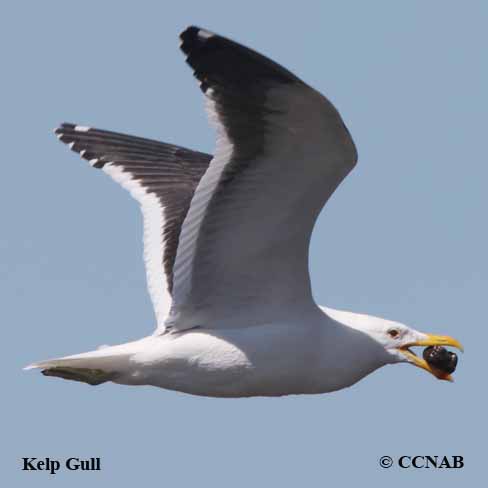 Kelp Gull