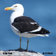 Kelp Gull