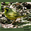 Kentucky Warbler range map