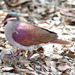 Key West Quail-Dove range map