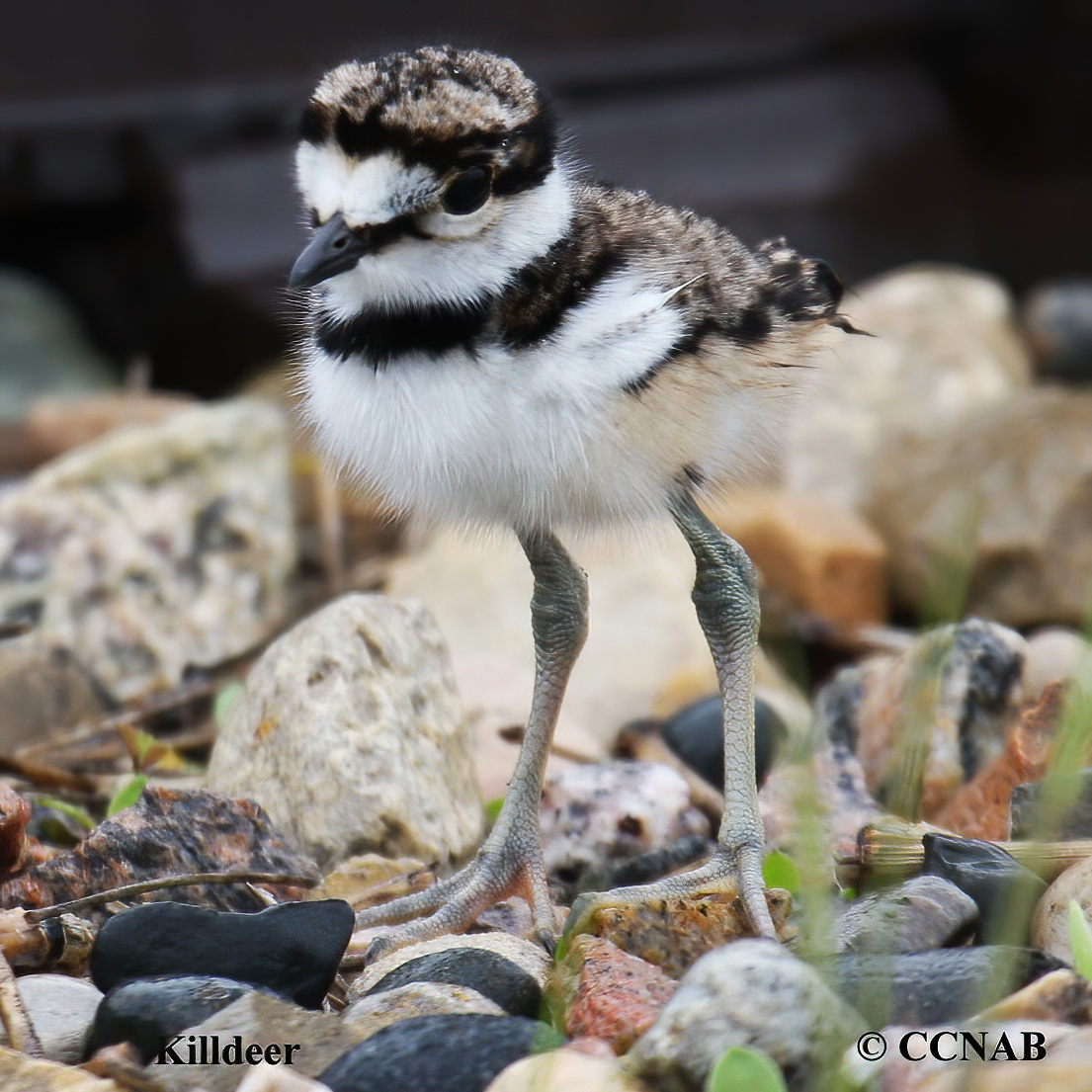 Birds of North America