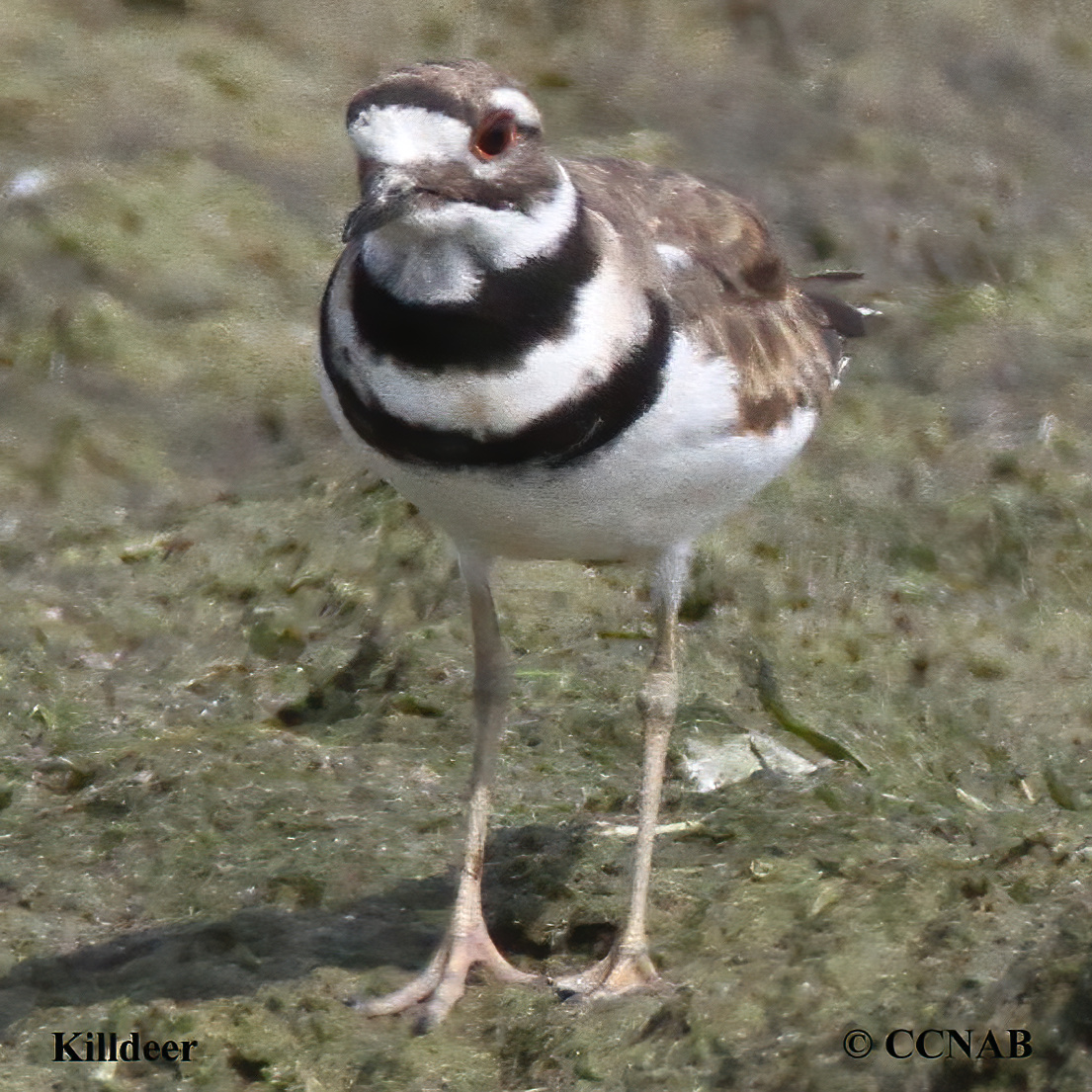 Birds of North America