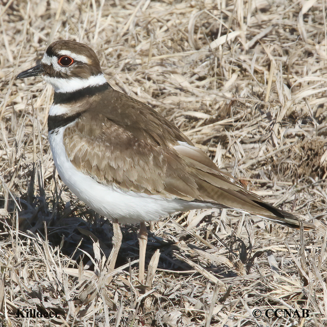 Killdeer