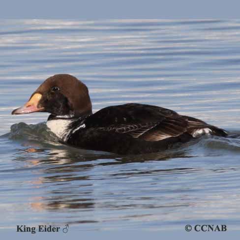 King Eider