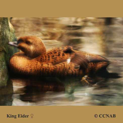 King Eider