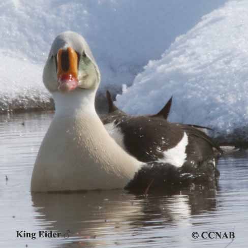 King Eider