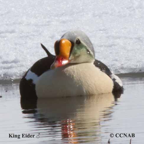 King Eider