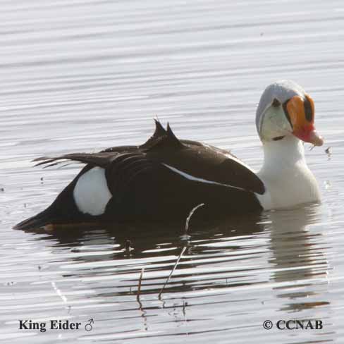 King Eider