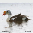 King Eider range map