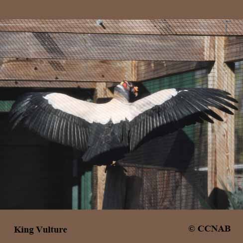 King Vulture