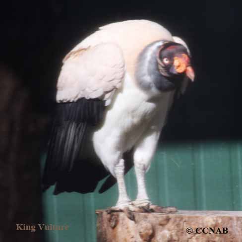 King Vulture