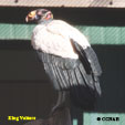 King Vulture