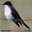 Kingbirds