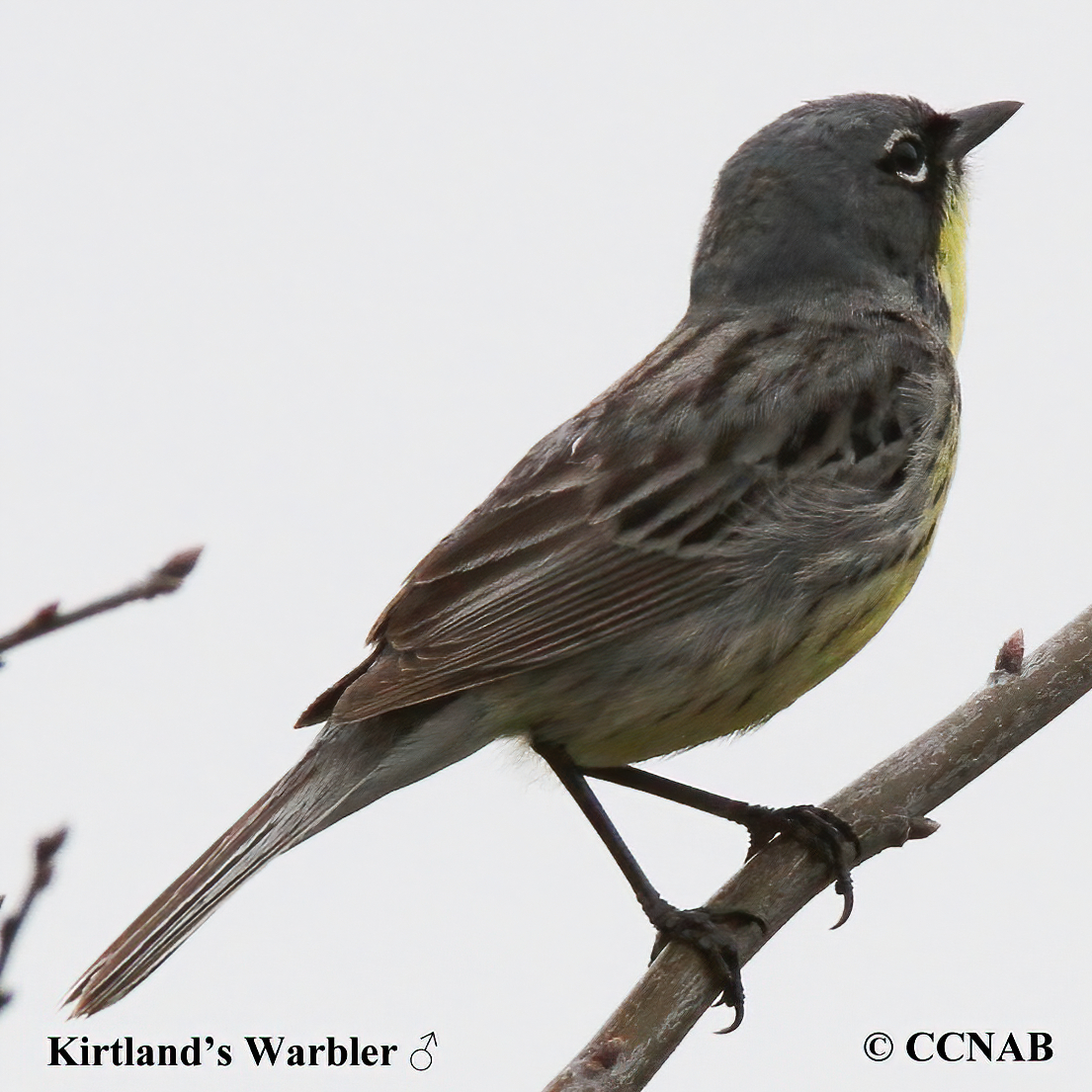 Kirtland's Warbler