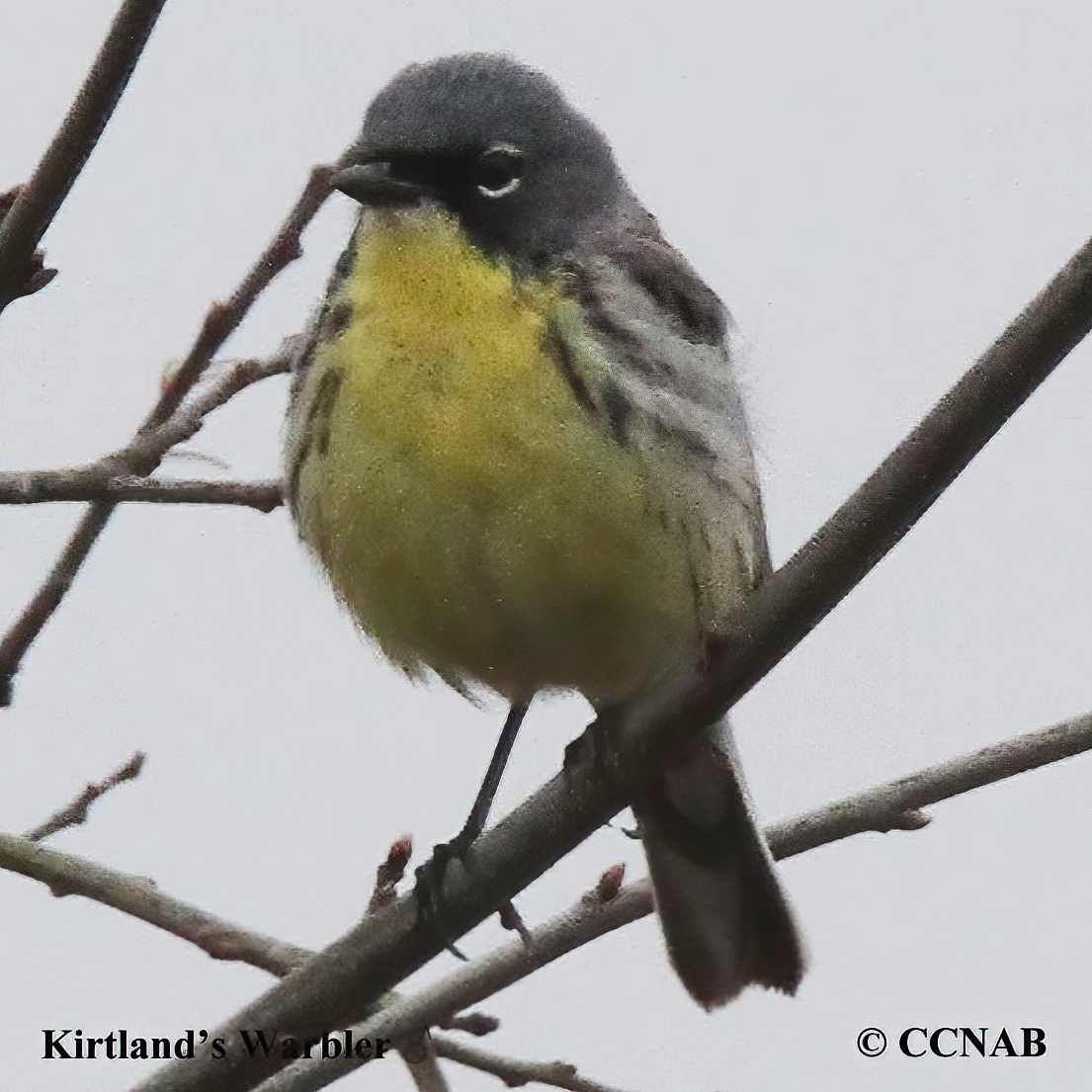 Kirtland's Warbler