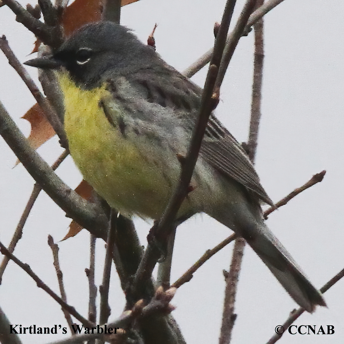 Kirtland's Warbler