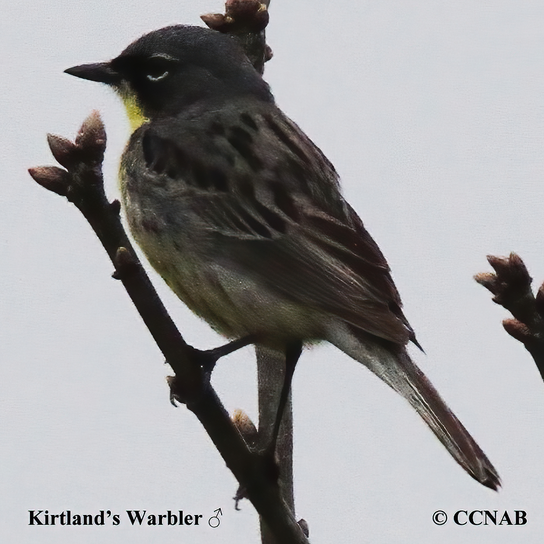 Kirtland's Warbler