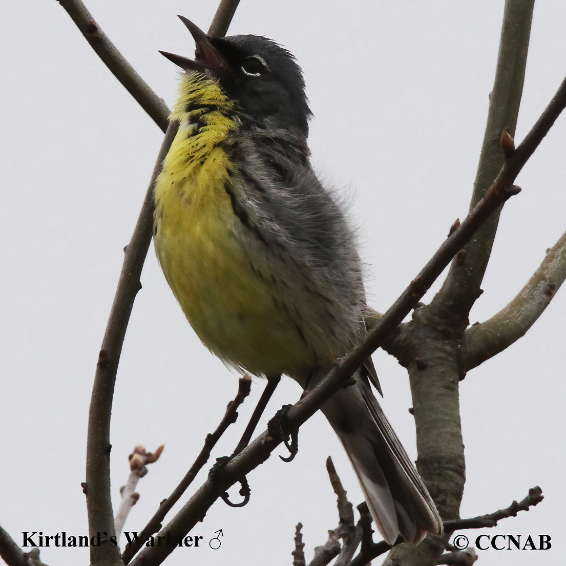 Kirtland's Warbler