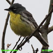 Kirtland's Warbler range map