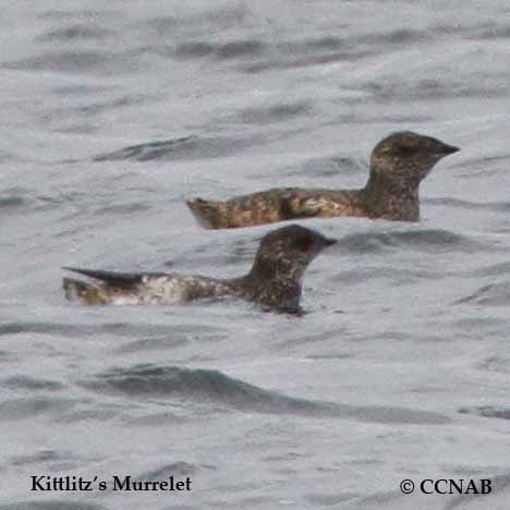 Kittlitz's Murrelet