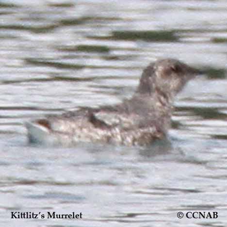 Kittlitz's Murrelet