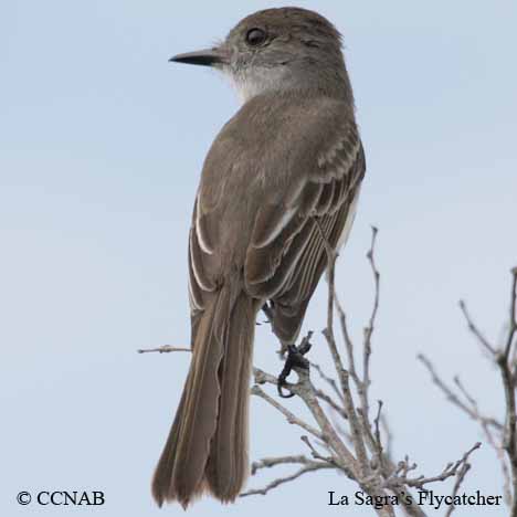 La Sagra's Flycatcher