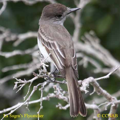 La Sagra's Flycatcher