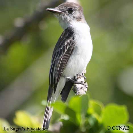 La Sagra's Flycatcher