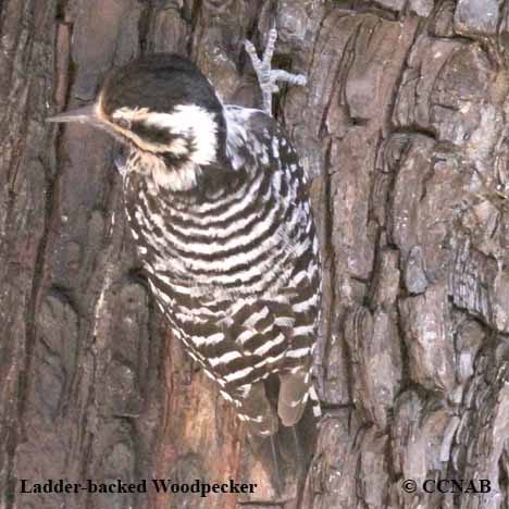 Ladder-backed Woodpecker