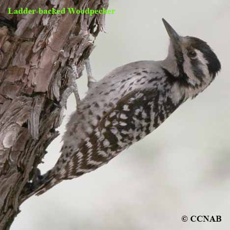 Ladder-backed Woodpecker