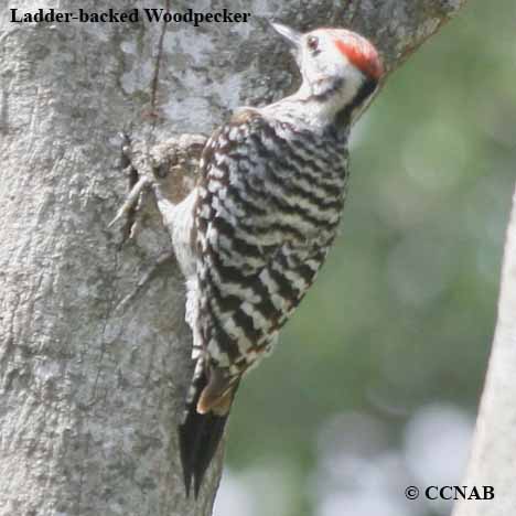 Ladder-backed Woodpecker