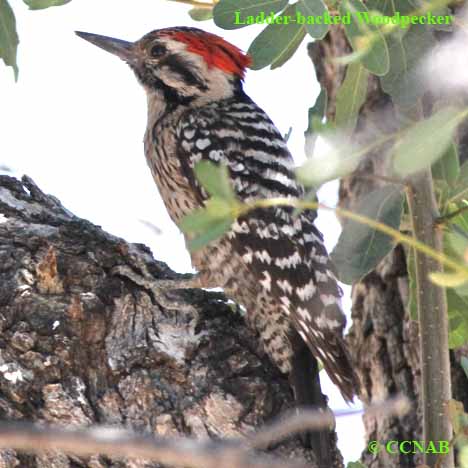 Ladder-backed Woodpecker