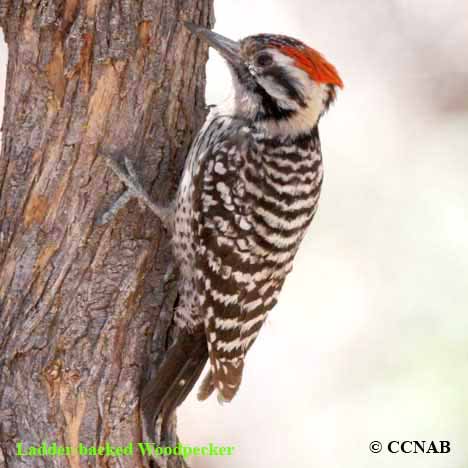 Birds of North America