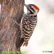 Ladder-backed Woodpecker range map