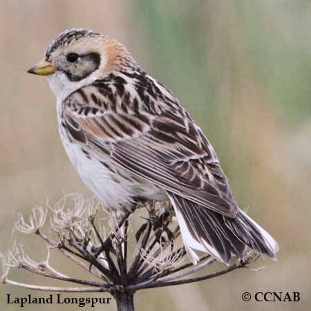 Lapland Longspur