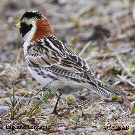 Lapland Longspur