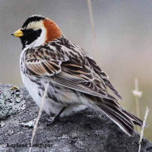 Lapland Longspur