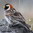 Lapland Longspur