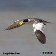 Large-billed Tern range map