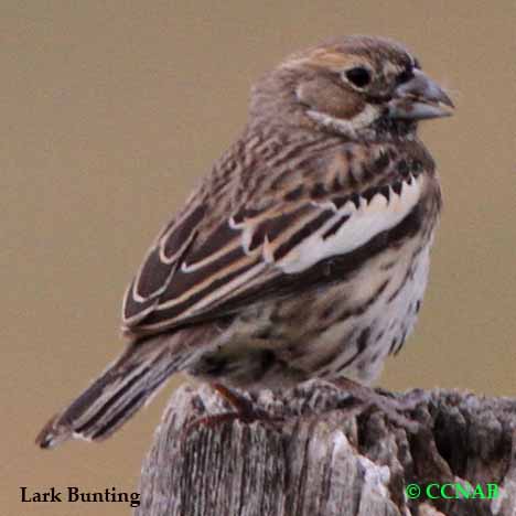 Lark Bunting