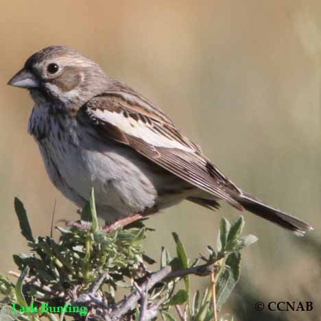 Lark Bunting