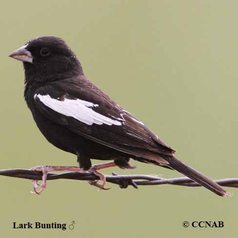 Lark Bunting